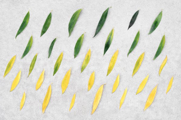 Quelle est la procédure de passation d'un directeur général au sein des réseaux de téléphonie mobile ?