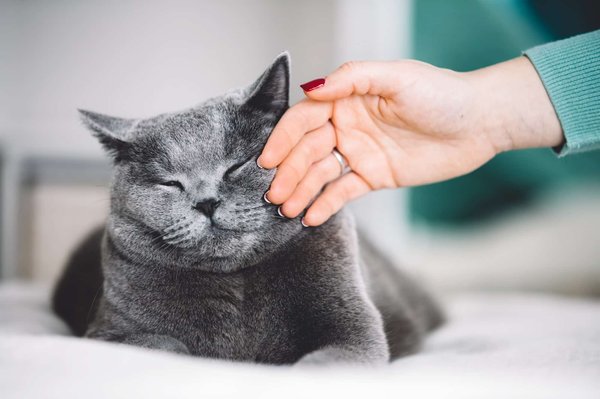 Comment prendre soin d'un British Shorthair en tant qu'animal de compagnie ?